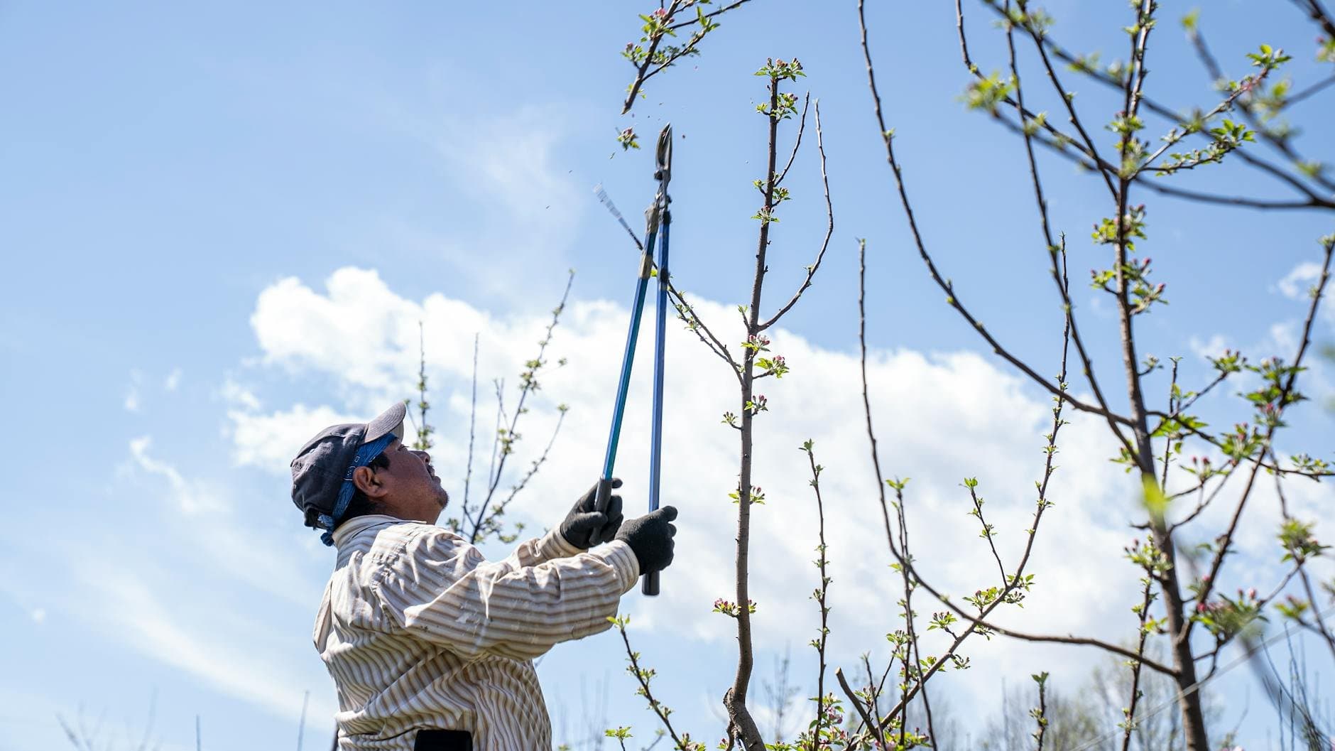 Article Image: seasonal work (by Mark Stebnicki)