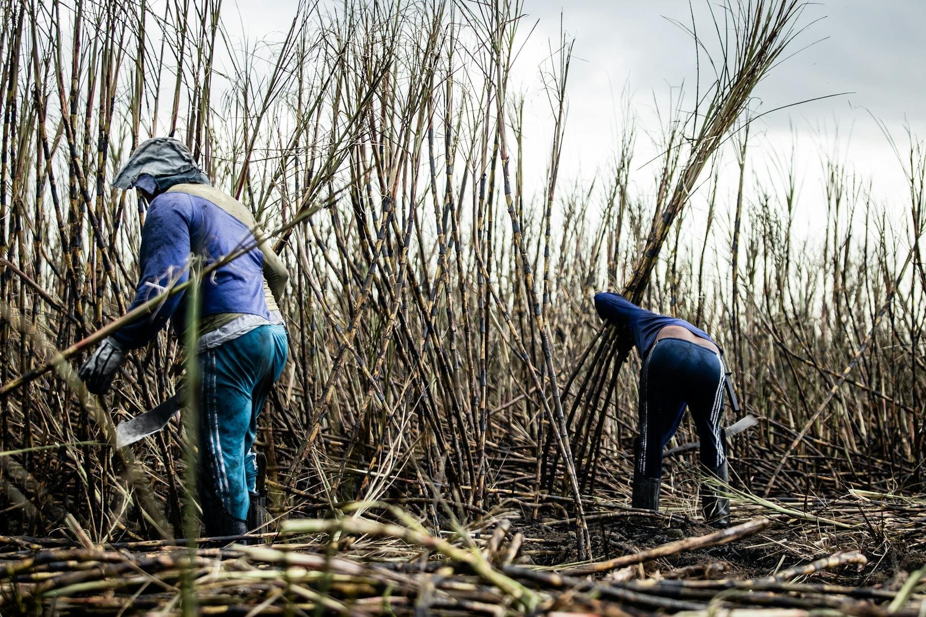 Article Image: seasonal jobs (by alexandre saraiva carniato)
