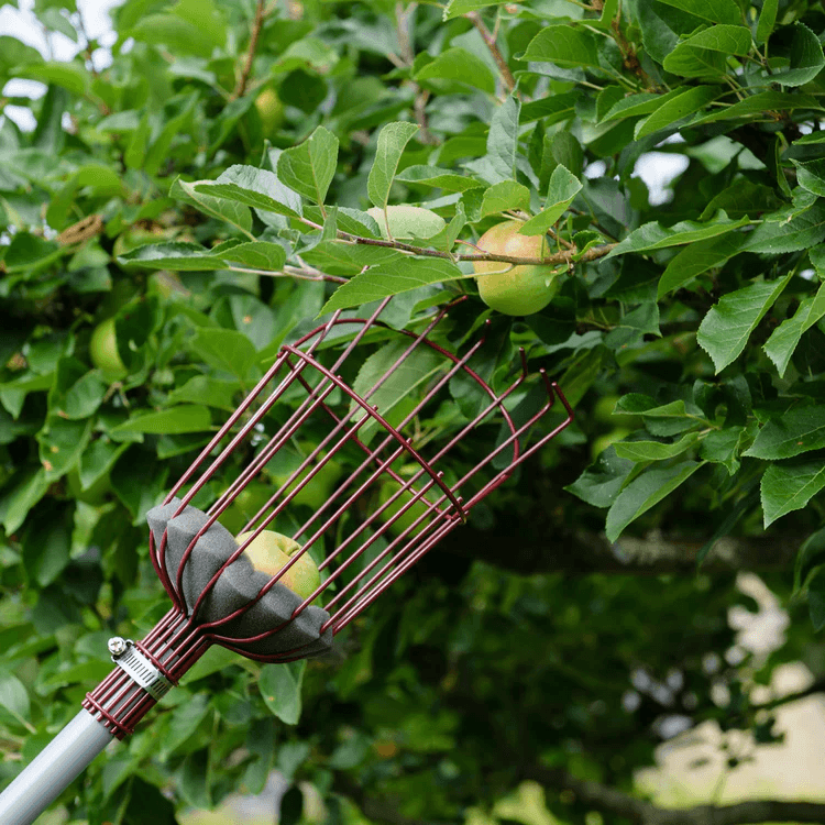 telescopic_fruit_picker_70100685_4