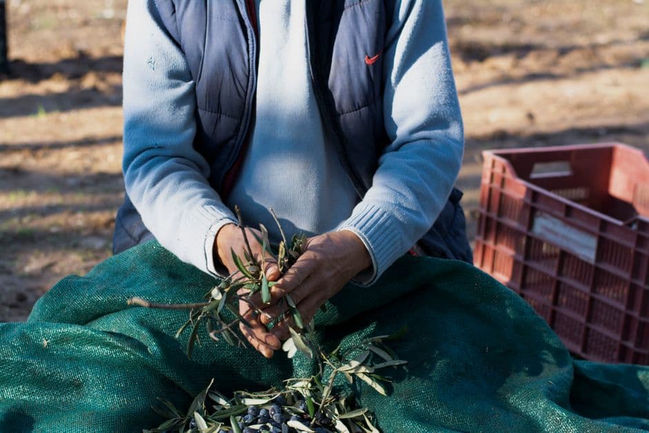 Olive Harvest Picker