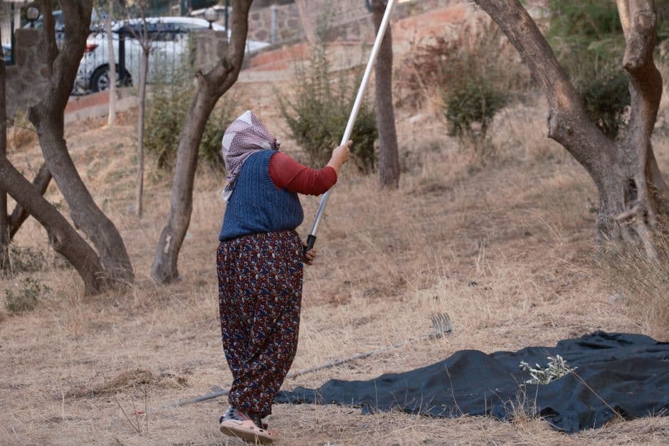 Olive Harvest Machinery Operator