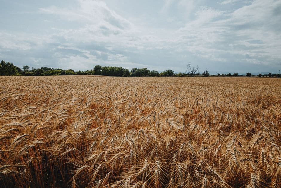 Seasonal Crop Scout