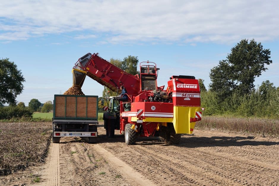 Potato Grading Line Crew