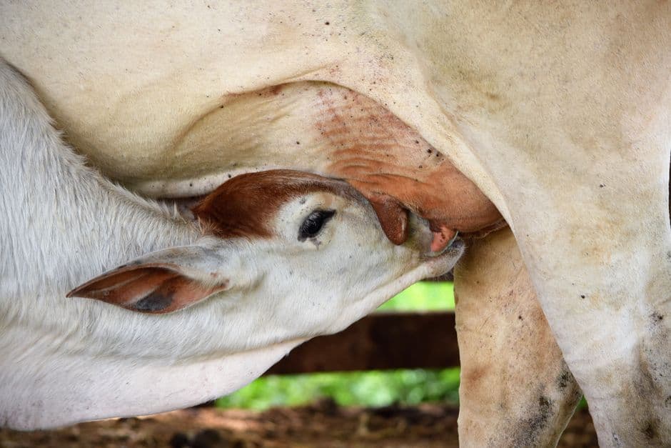 Calving Season Assistant