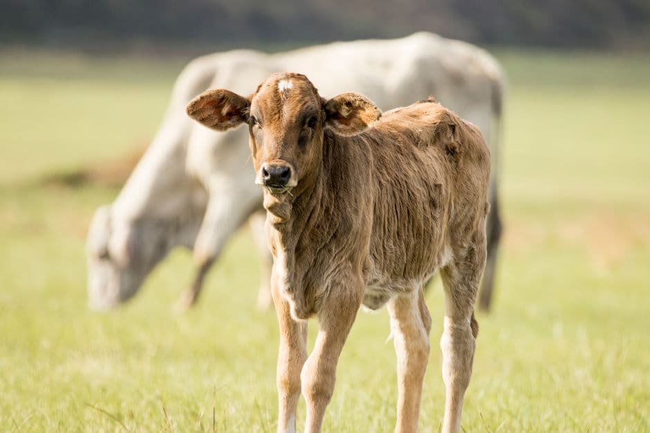 Calf Rearing Assistant