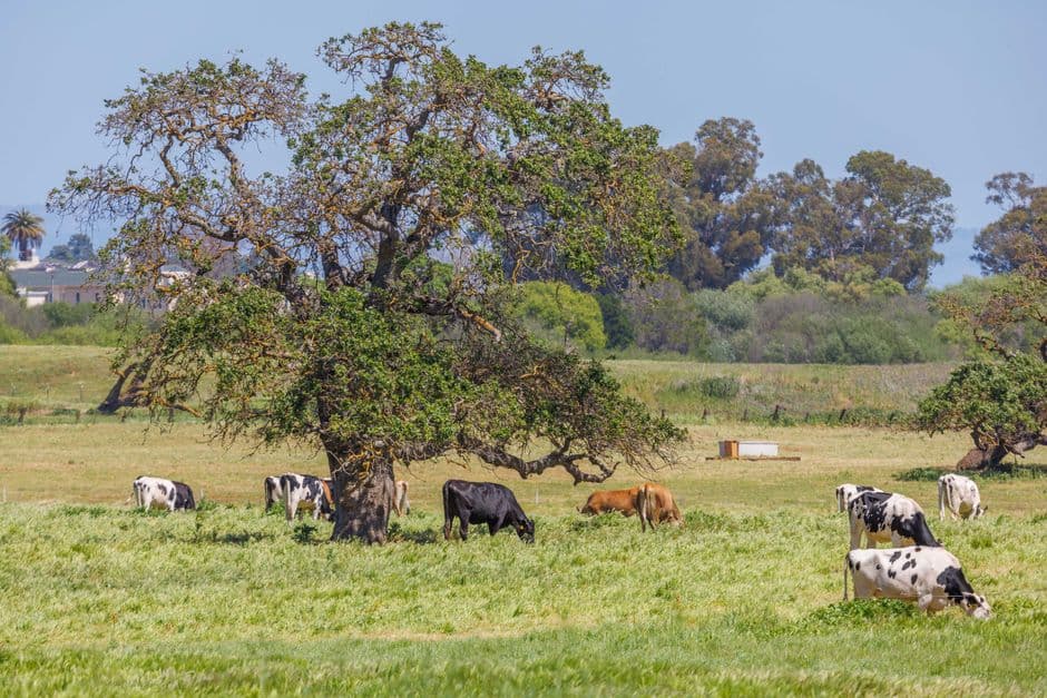 Grazing Season Herd Hand