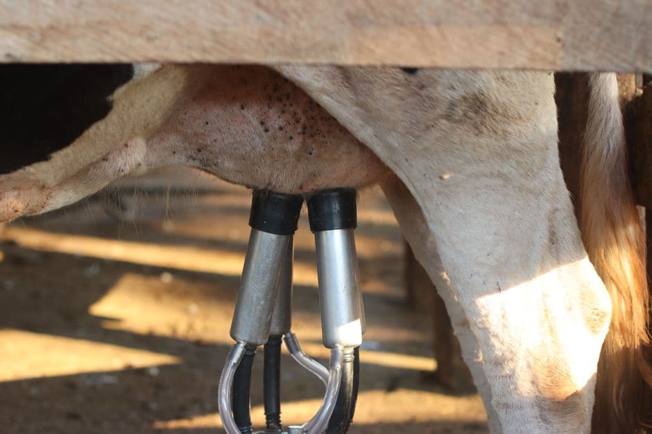 Seasonal Milker