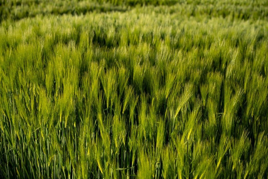 15 Harvesters (M/F)