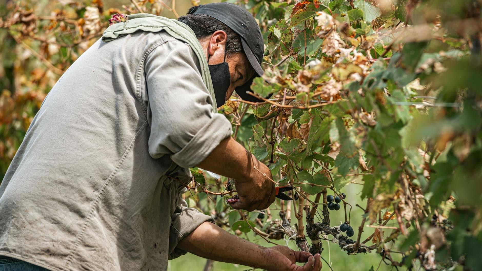 Article Image: seasonal work (by Gonzalo Acuña)