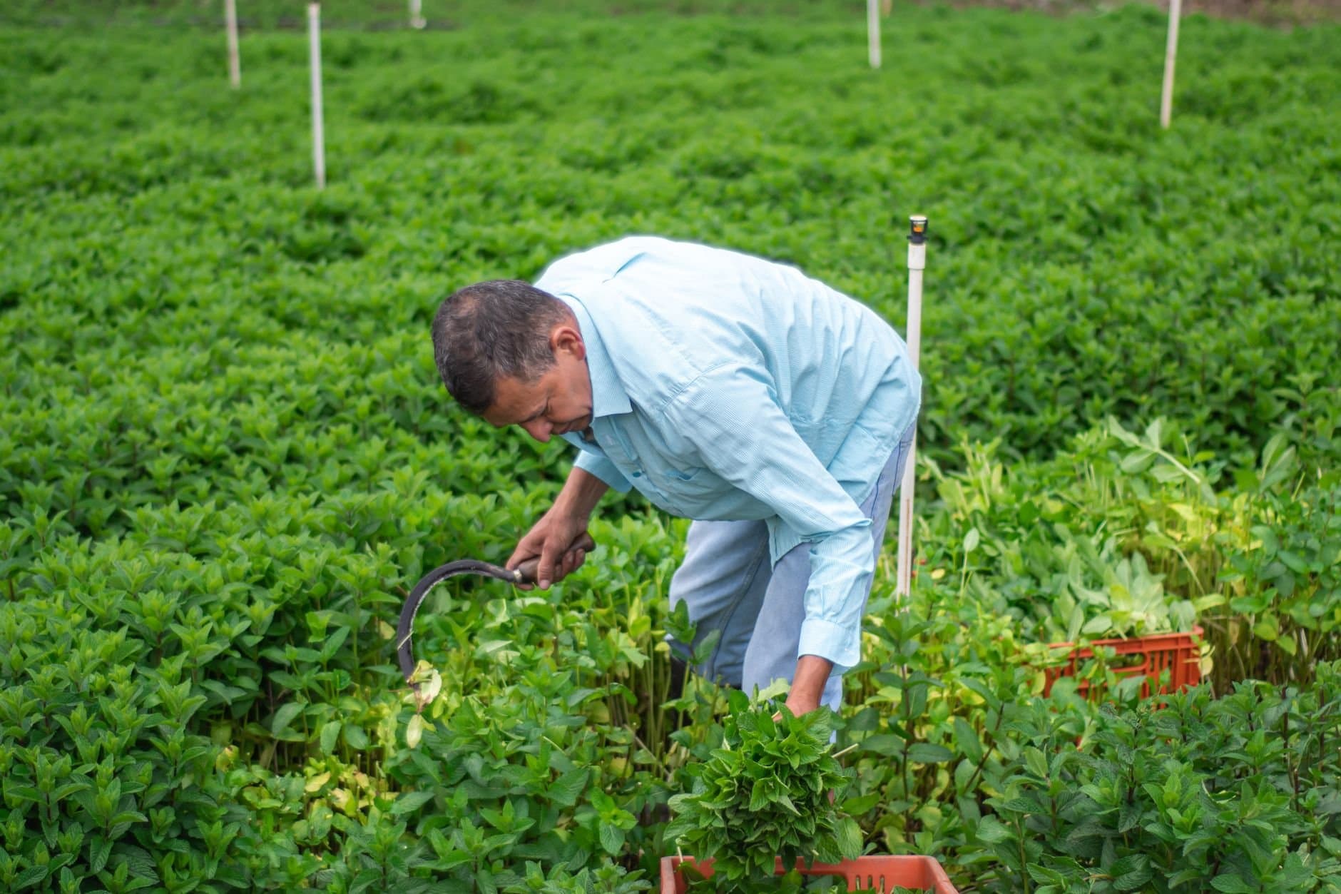 Article Image: seasonal work (by Anibal Pabon)