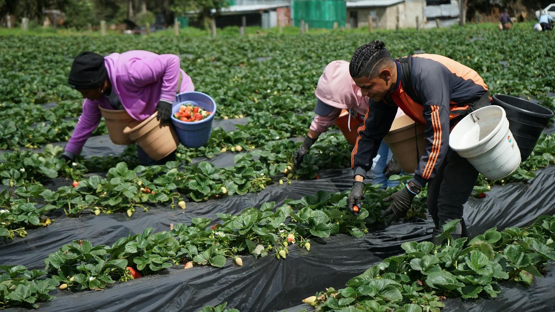 Article Image: seasonal work (by John Silva)