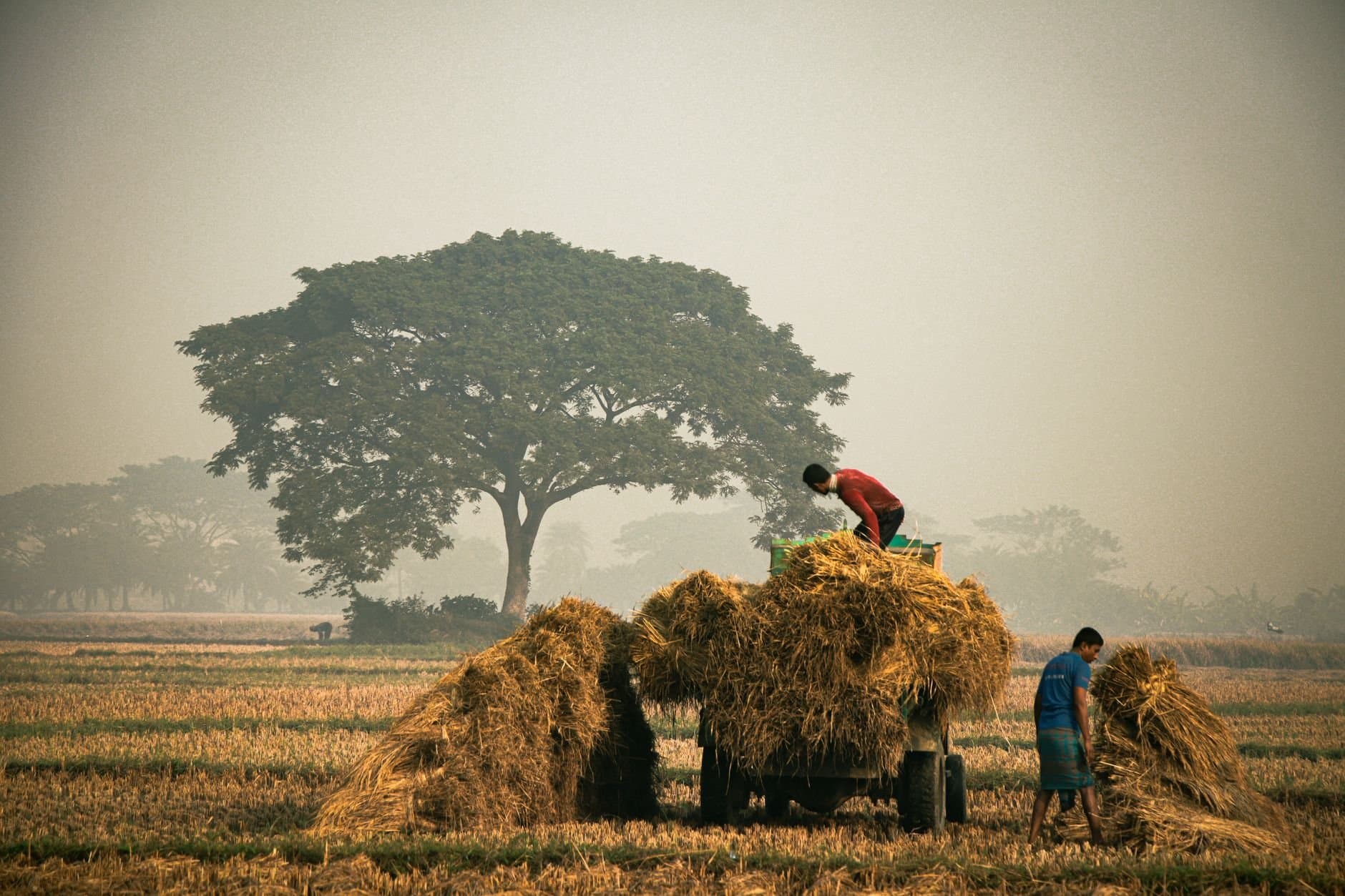 Article Image: seasonal work (by Aritro Sorker Arpon)