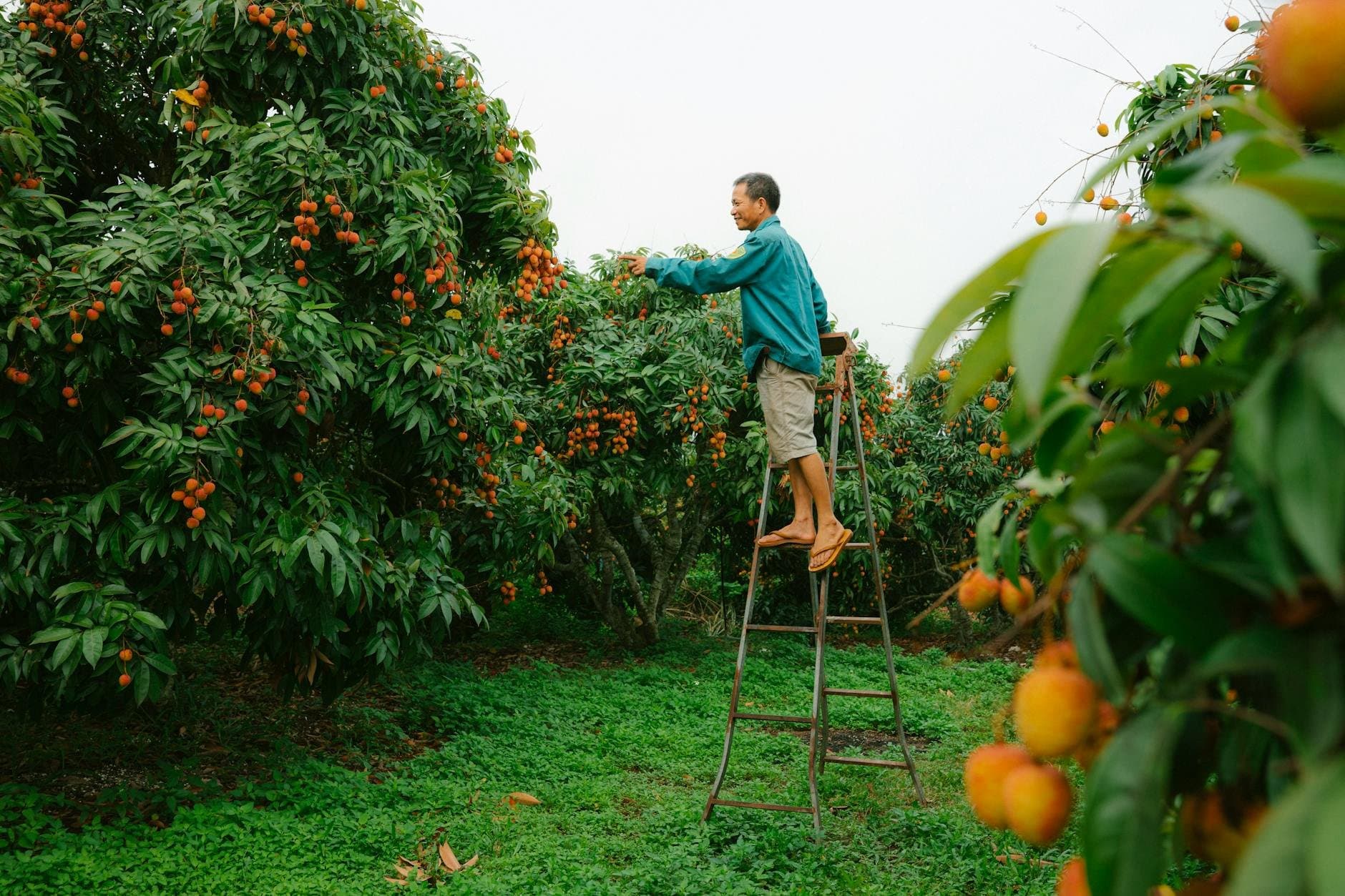 Article Image: seasonal jobs (by HONG SON)