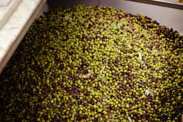 Técnico de Procesamiento y Salmuera de Aceitunas