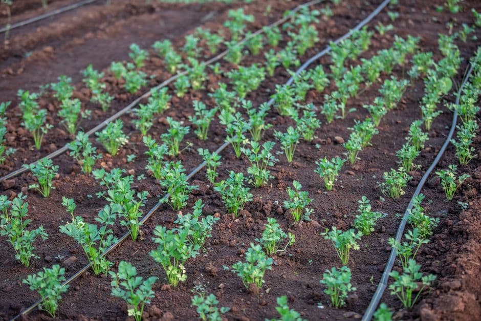 Irrigation Season Technician