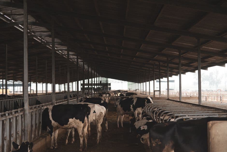 Winter Housing Barn Assistant